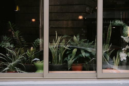 Green Potted Plants Behind Glass Windows