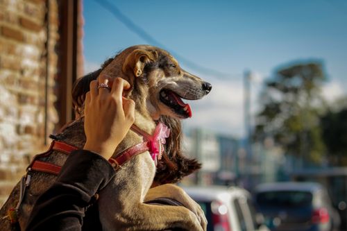 Free A woman lovingly holds her dog outdoors, basking in the sunlight. Stock Photo