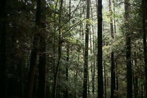 Photos gratuites de arbres, bois, branches d'arbre