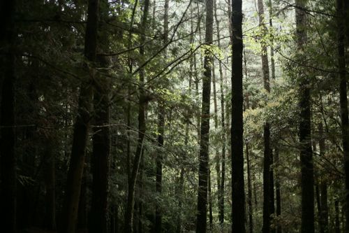 Free A serene view of towering trees in a lush, green forest. Stock Photo
