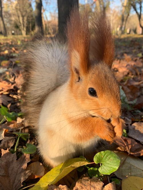 Squirrel in a Ukrainian park