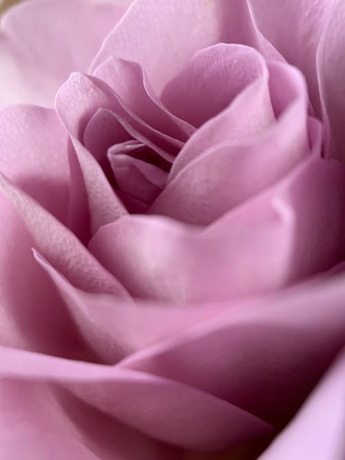 Close-Up Shot of a Pink Rose