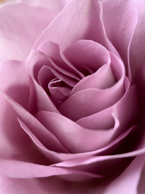 Close-Up Shot of a Blooming Purple Rose