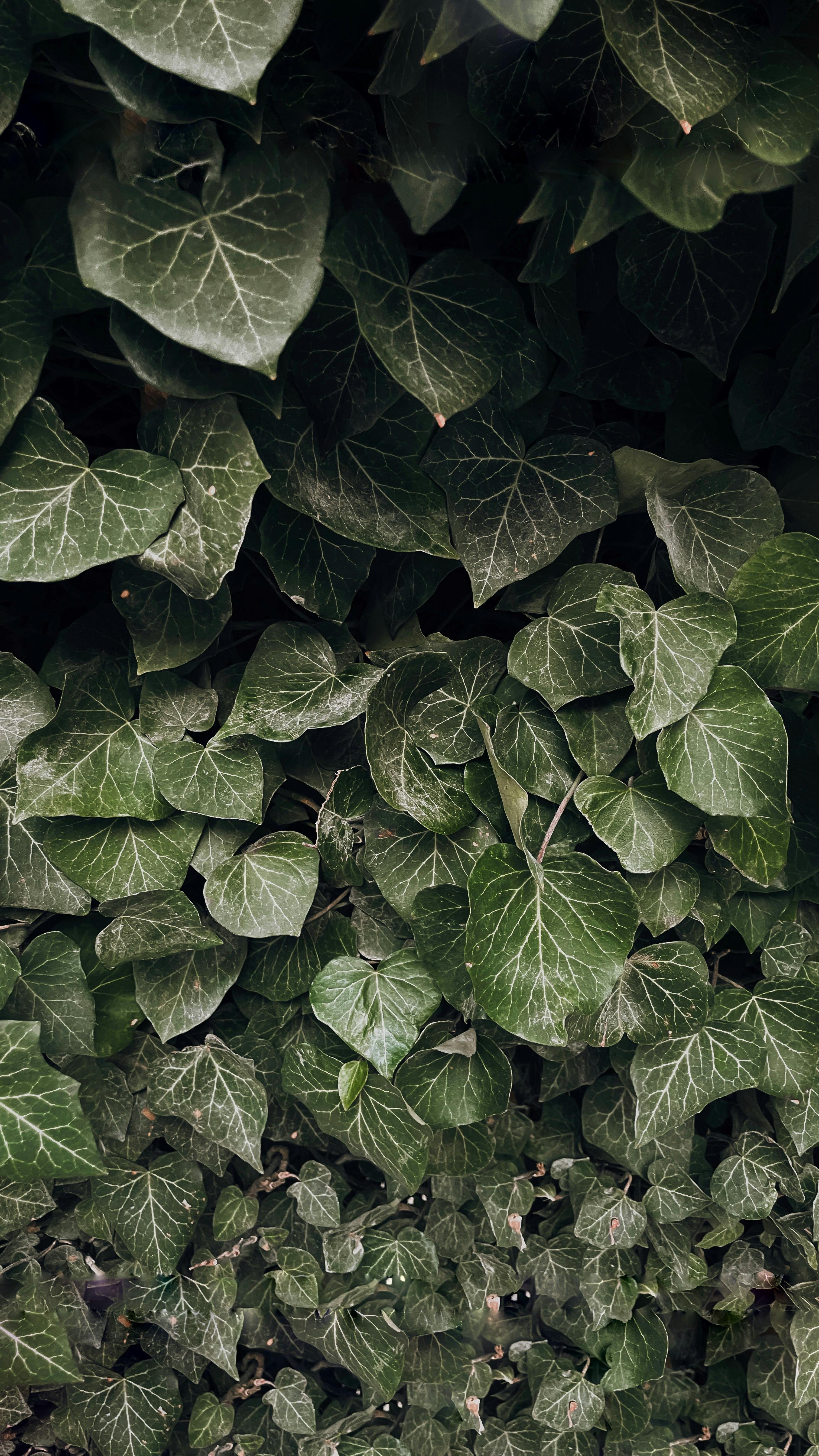 Ivy Texture. Ivy Hedge Background. Ivyberry Backdrop. Ivy Wallpaper.  Ivyberry Backround Image. Ivy Wall. Green Wall Stock Photo - Image of  spring, summer: 190134330