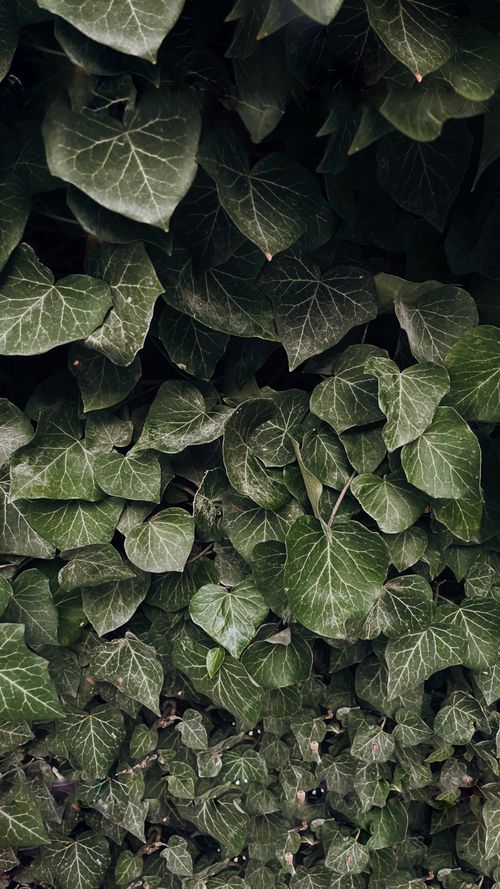 Free Close-up of vibrant green ivy leaves, showcasing intricate details and textures in a natural setting. Stock Photo