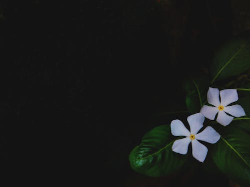 คลังภาพถ่ายฟรี ของ ดอกไม้