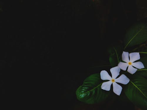 Free stock photo of flower