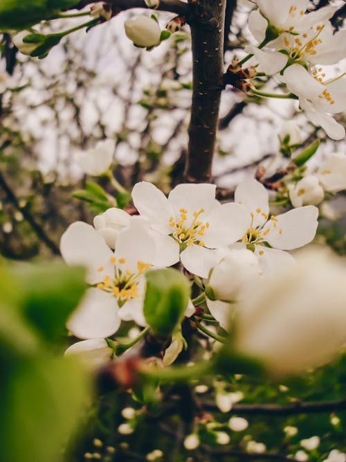 Free White Flowers on Brown Tree Branch Stock Photo