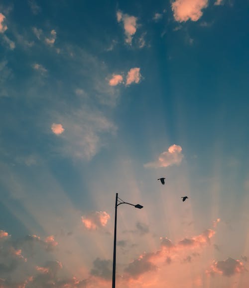Gratis Fotos de stock gratuitas de aves voladoras, cielo azul, farola Foto de stock