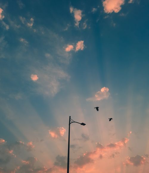 Free Silhouette of birds flying near a street light against a vivid sunset sky with sunbeams. Stock Photo