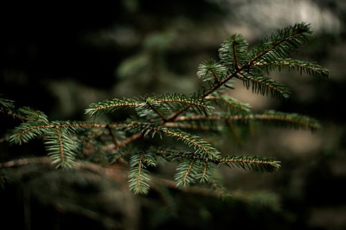 Free A detailed close-up of coniferous tree branches showcasing evergreen needles in a natural setting. Stock Photo