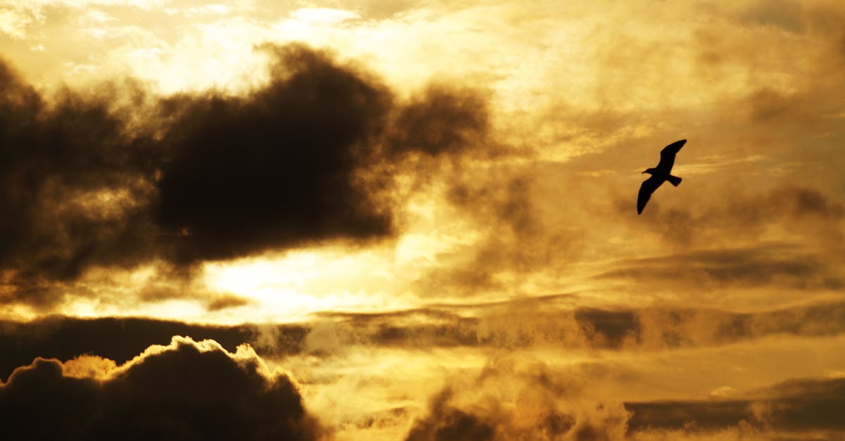 Silhouette Photography of Flying Bird during Golden Hour