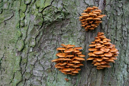 Free Clusters of orange mushrooms growing on a green bark tree trunk outdoors. Stock Photo