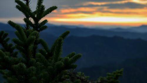 無料 日没の選択的な焦点の写真撮影中の松の木 写真素材
