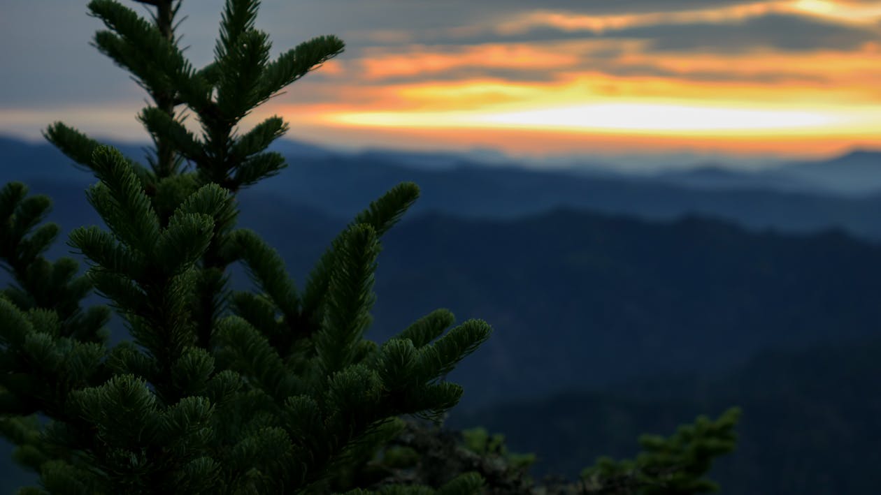 Pine Tree during Sunset Selective Focus Photography