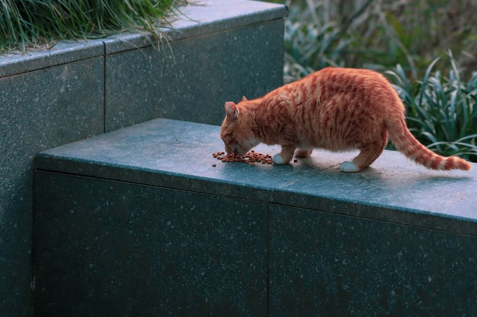 A ginger tabby cat eating kibble on a stone surface in an outdoor setting.