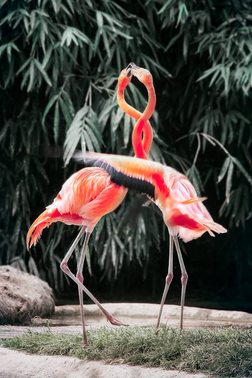 İki Pembe Flamingolar