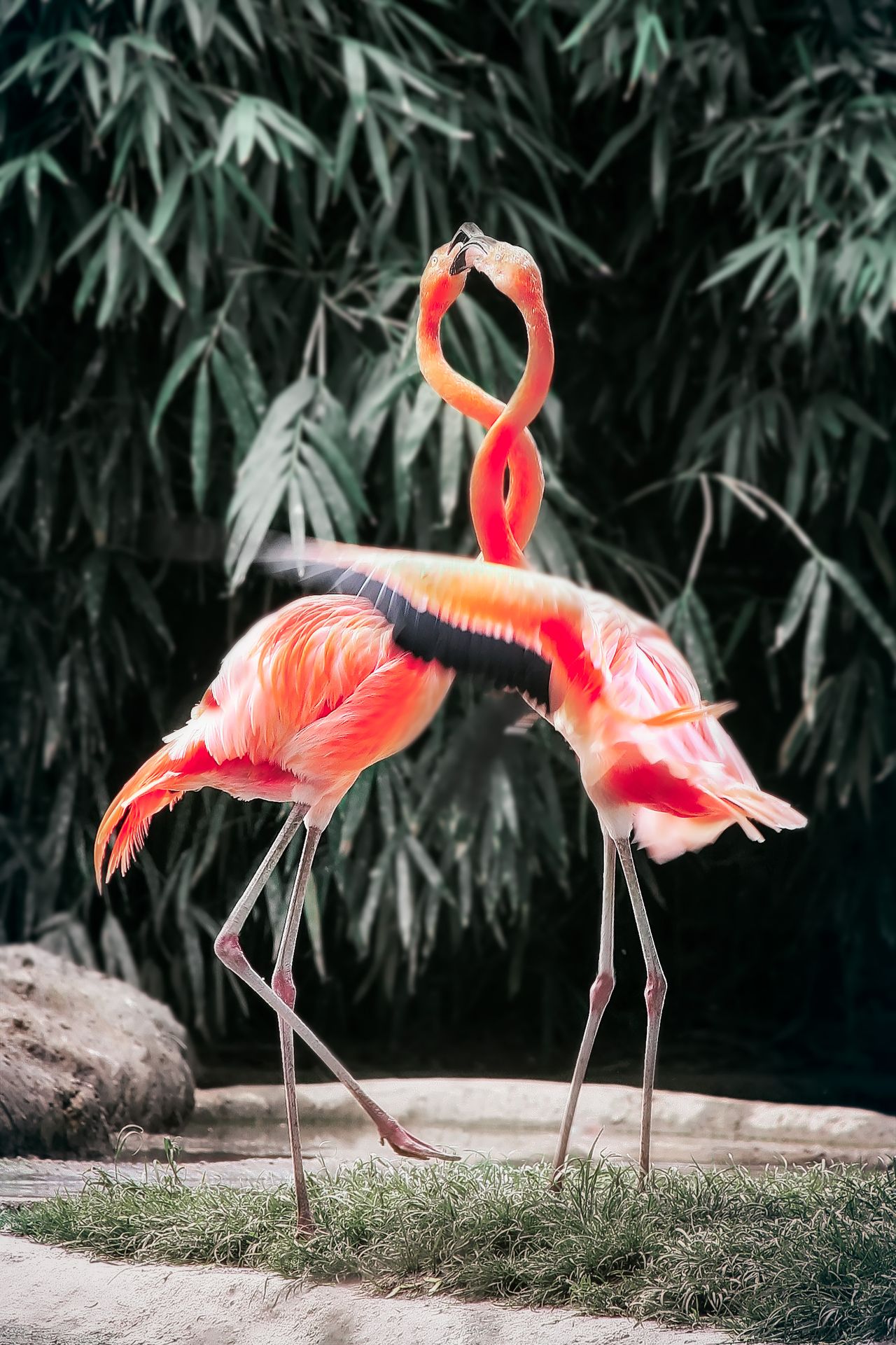 Couple de flamants roses dans la mangrove