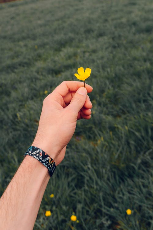 A Person Holding a Yellow Flower