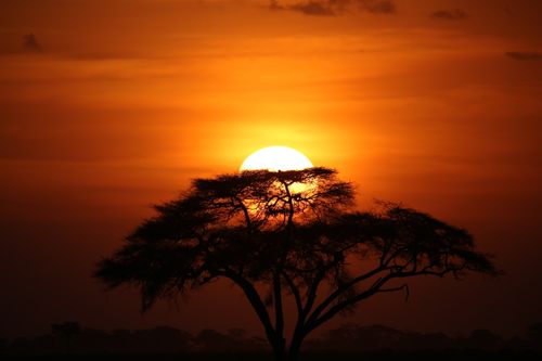 Free A stunning African sunset with silhouette of an acacia tree in Kajiado County, Kenya. Stock Photo