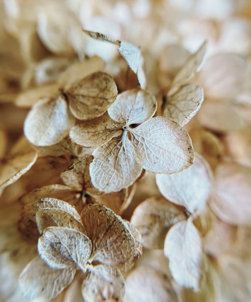 Free Detailed view of dried hydrangea flowers showcasing their delicate, textured petals in earthy tones. Stock Photo