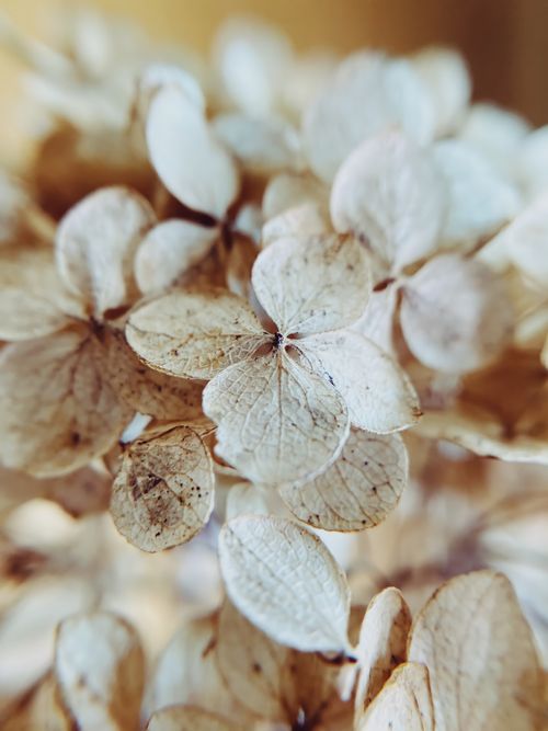 Free Detailed shot capturing the delicate beige tones and texture of dried hydrangea petals. Stock Photo