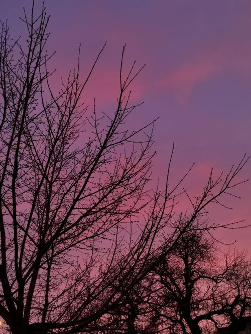 Free Captivating silhouette of bare trees with a vibrant pink and purple twilight sky in İstanbul. Stock Photo