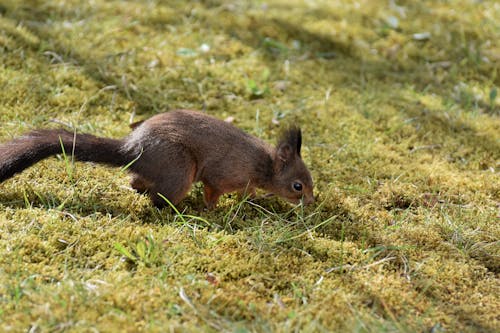 Close-Up Shot of a Squirrel