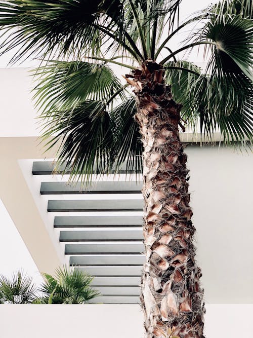 Photo of Palm Tree
