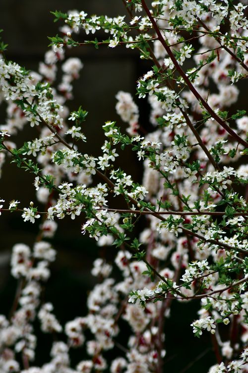Free Beautiful cherry blossoms depicted in a natural spring setting, showcasing delicate white flowers. Stock Photo