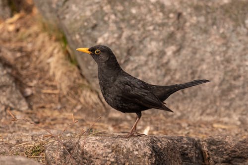 Close-up of a Black Bird on a Rock