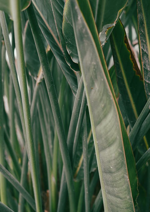 クレーンの花, ジャングルの背景, ストレチアレギナの無料の写真素材