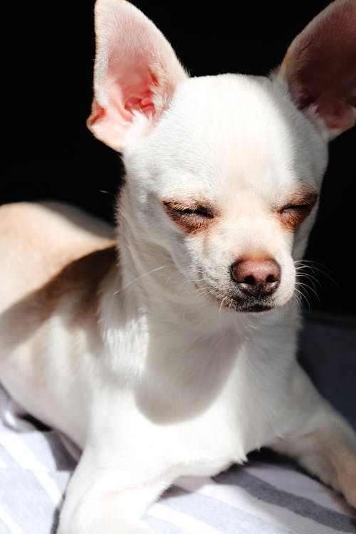 Free Close-Up Shot of a Dog  Stock Photo