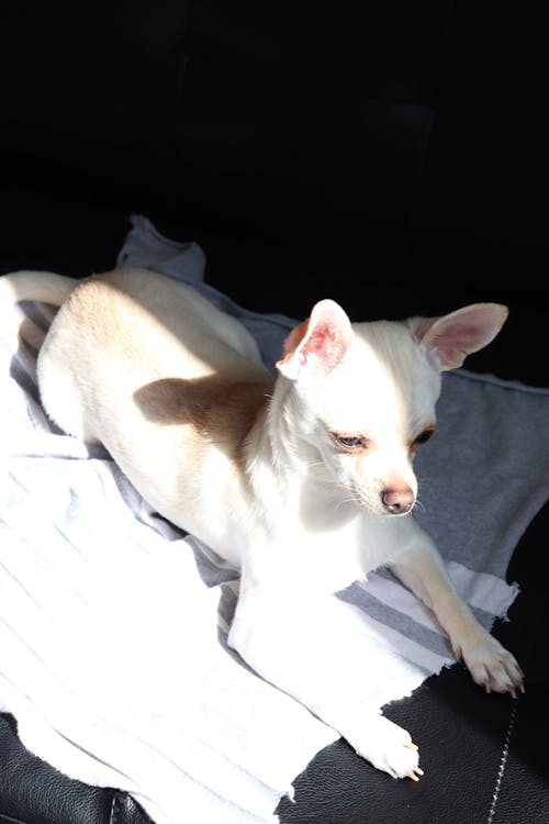 Free Close-Up Shot of a Chihuahua Stock Photo