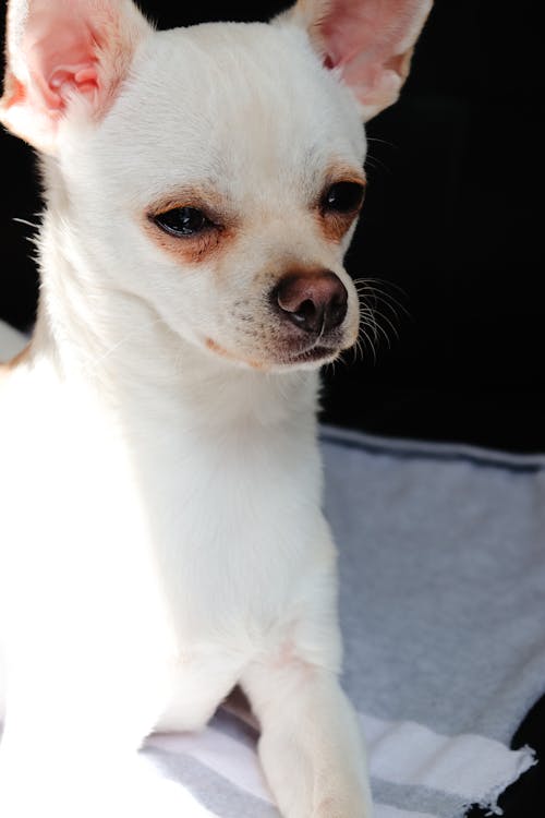 Free Close-Up Shot of a Chihuahua Stock Photo