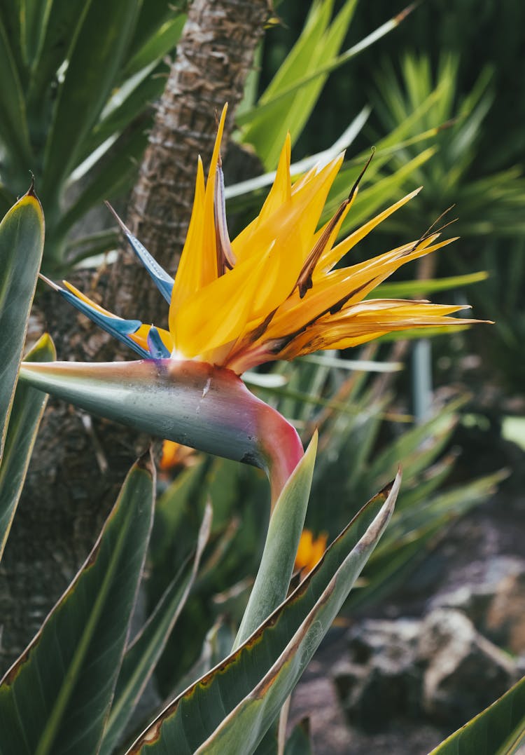 Crane Flower