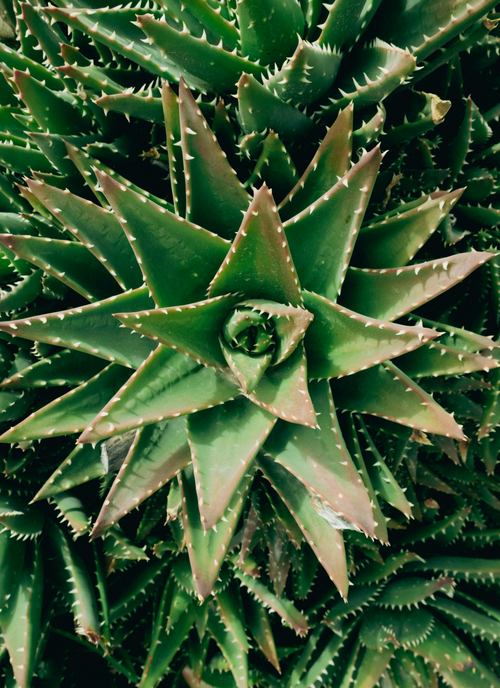 Free Detailed view of a green aloe succulent with spiky leaves, ideal for nature themes. Stock Photo