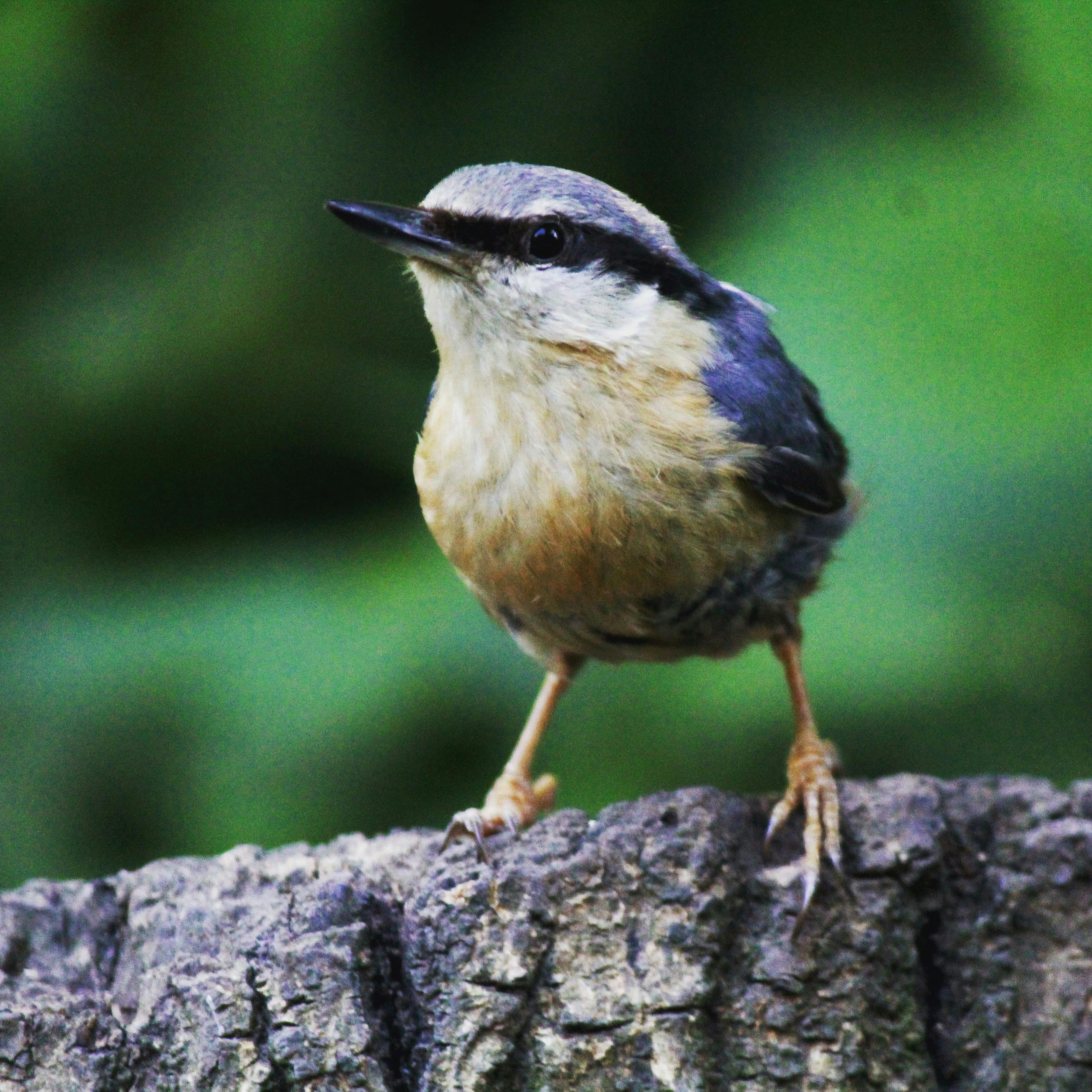 African businesswoman using a laptop