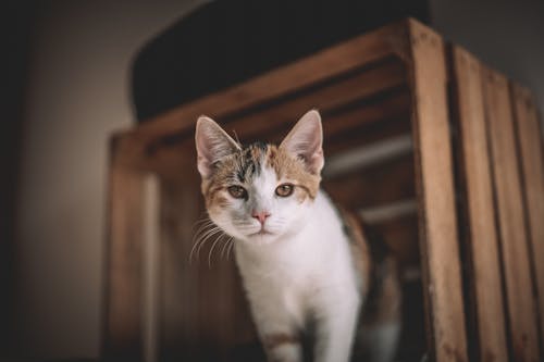 Δωρεάν στοκ φωτογραφιών με αιλουροειδές, Γάτα, επιλεκτική εστίαση