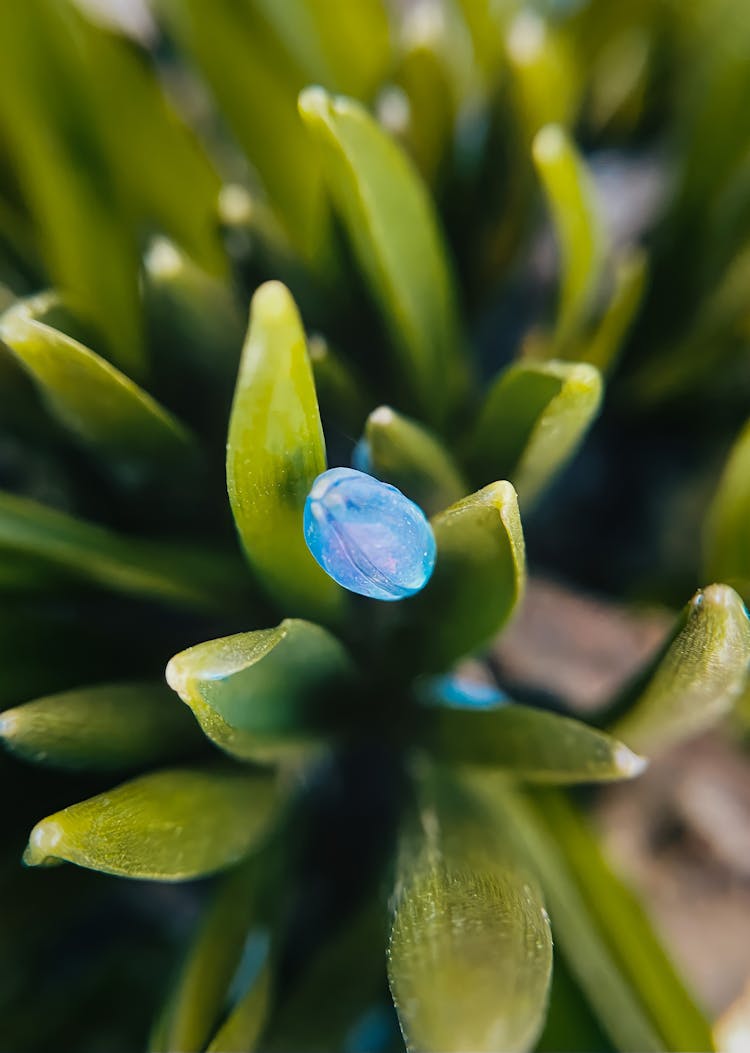 Blue Flower Growing In Garden