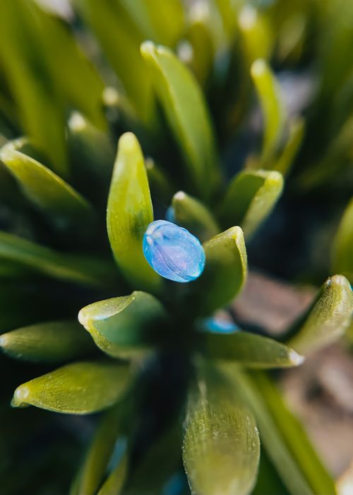Free Macro shot of a water droplet on a green leaf, showcasing nature's beauty. Stock Photo