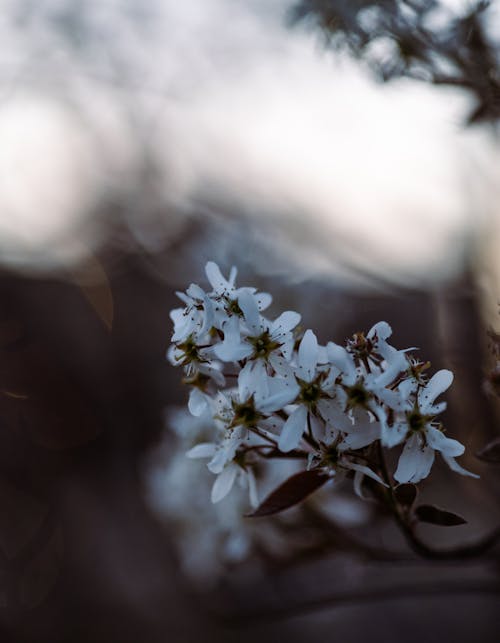 bahar, bitki, çiçek içeren Ücretsiz stok fotoğraf