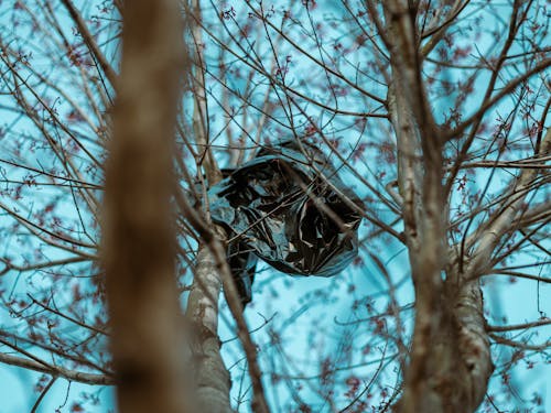 Gratis stockfoto met afval, bomen, gevangen