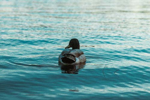 Free A serene view of a duck, gently swimming in a lake, with a reflective turquoise hue. Stock Photo