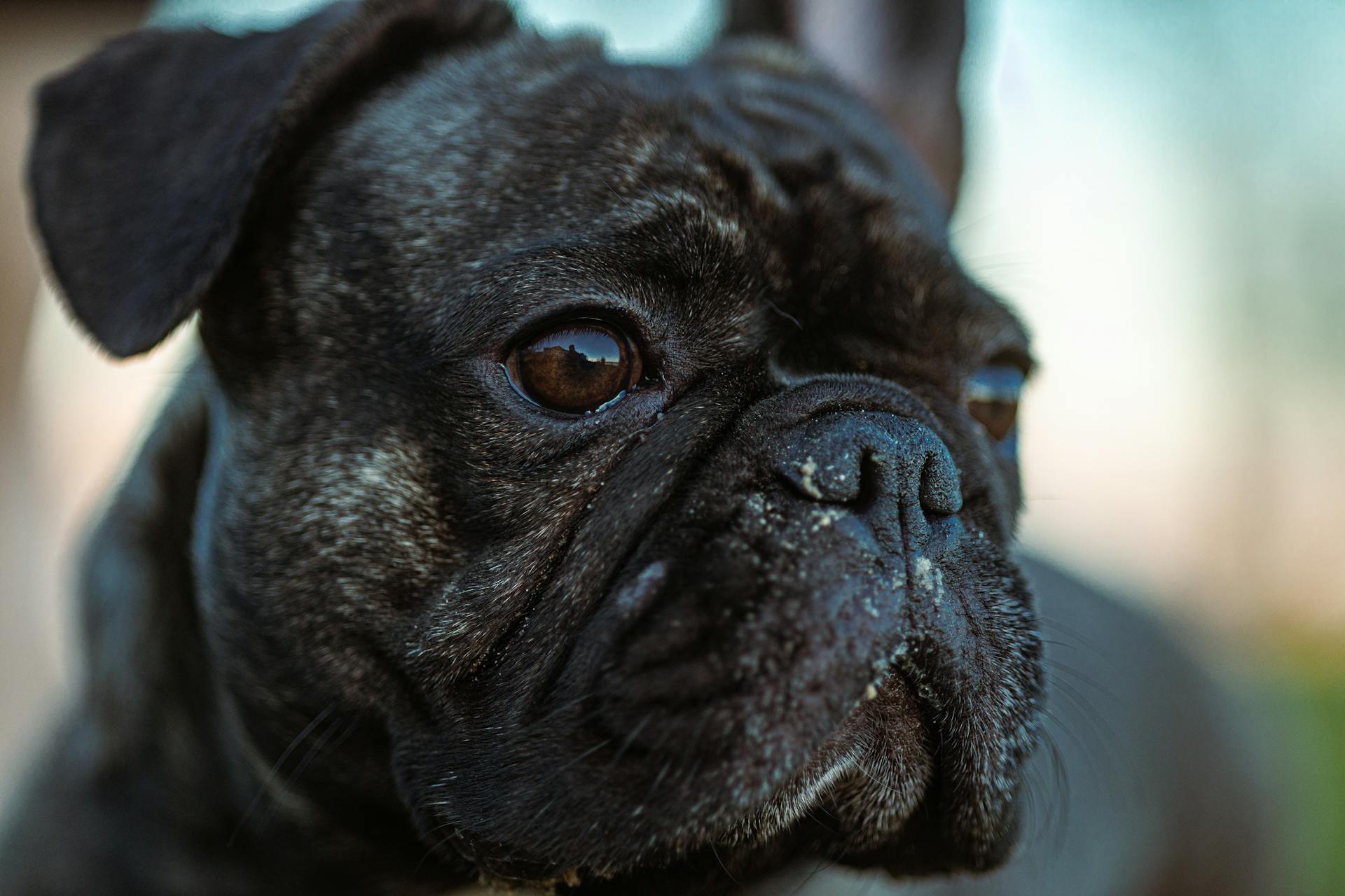 Le bouledogue français en gros plan