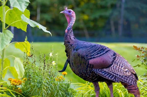 Free A wild turkey stands among vibrant greenery and flowers outdoors, showcasing nature's beauty. Stock Photo