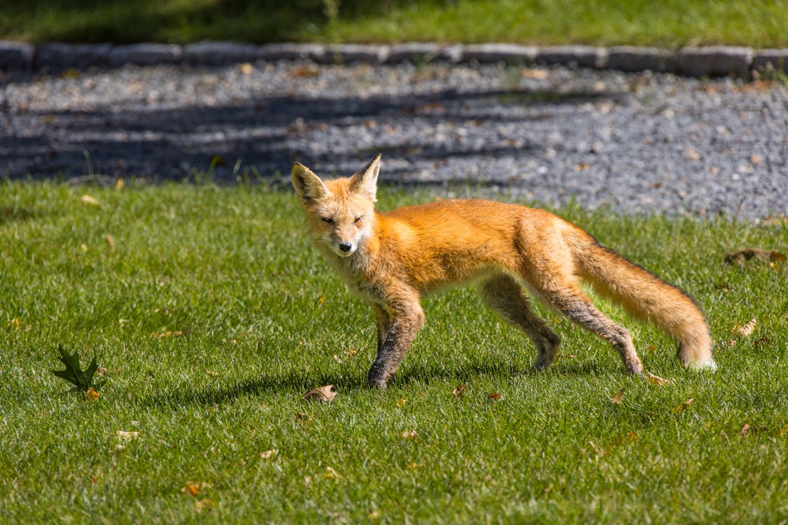 A Fox on the Grass 