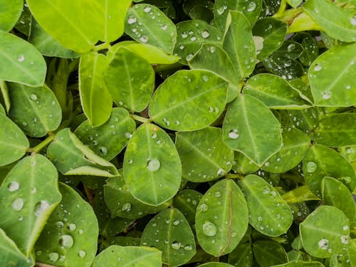 A Set of Water Droplets on Green Leaves