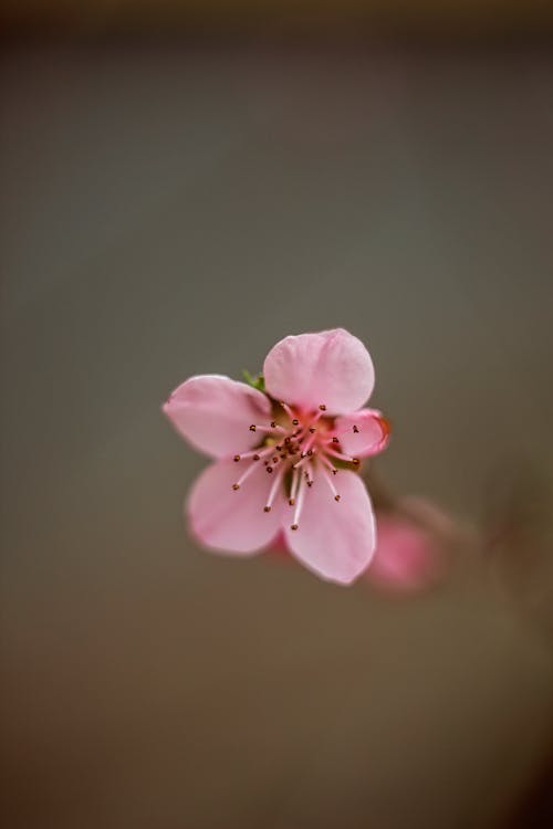 Close Up Of Cherry Blossom