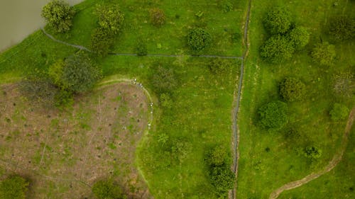 Foto profissional grátis de aerofotografia, árvores, caminhos